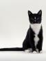 Domestic Cat, Black-And-White Smooth-Coated by Jane Burton Limited Edition Print