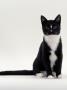 Domestic Cat, Black-And-White Smooth-Coated by Jane Burton Limited Edition Print