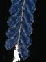 Deep Sea Siphonophore, Hydrozoan Cnidarian, 2503 Ft, Gulf Of Maine by David Shale Limited Edition Print