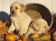 Golden Labrador Retriever Puppies, Usa by Lynn M. Stone Limited Edition Print