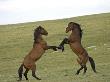 Mustang / Wild Horse, Two Stallions Fighting, Montana, Usa Pryor Mountains Hma by Carol Walker Limited Edition Print