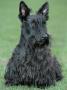 Scottish Terrier by De Meester Limited Edition Print