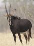 Sable Antelope, Chobe, Botswana by Tony Heald Limited Edition Print