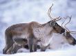 Reindeer From Domesticated Herd, Scotland, Uk by Niall Benvie Limited Edition Print