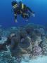 Diver And Giant Clam In Coral Reef, Great Barrier Reef, Australia by Jurgen Freund Limited Edition Print