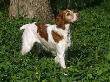 Brittany Spaniel, Domestic Gundog, Usa by Lynn M. Stone Limited Edition Print