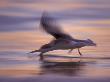 Black Skimmer Skimming At Sunset, Florida, Usa by Rolf Nussbaumer Limited Edition Pricing Art Print
