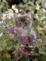 Domestic Cat, 7-Week, Fluffy Grey Male Kitten Among Flowers by Jane Burton Limited Edition Print