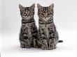 Domestic Cat, Two 8-Week Tabby Kittens, Male And Female by Jane Burton Limited Edition Print