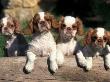 Four King Charles Cavalier Spaniel Puppies With Log by Adriano Bacchella Limited Edition Print