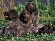 Korthal's Griffon / Wirehaired Pointing Griffon Puppies Resting / Playing In Grass by Adriano Bacchella Limited Edition Print