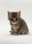 Domestic Cat, 4-Weeks, Silver Tortoiseshell Kitten by Jane Burton Limited Edition Print