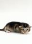 Domestic Cat, 2-Week Ticked-Tabby Kitten by Jane Burton Limited Edition Print