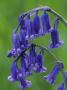 Bluebell Flower, Uk by Niall Benvie Limited Edition Print