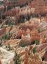 Hoodoo Sandstone Rock Formations, Bryce Canyon National Park, Utah, Usa by Richard Du Toit Limited Edition Print