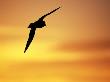 Silhouette Of Cape / Pintado Petrel, In Flight, Antarctica by David Tipling Limited Edition Print