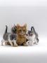 Ginger Mother With 5-Week Persian X Burmese Kittens, Taken On After Her Own Kittens Were Weaned by Jane Burton Limited Edition Print