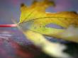 Golden Fall Reflections I by Nicole Katano Limited Edition Print