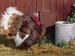 Bourbon Red Breed Of Domestic Turkey, Male, Usa by Lynn M. Stone Limited Edition Print