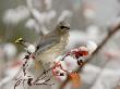 Cedar Waxwing, Young On Hawthorn With Snow, Grand Teton National Park, Wyoming, Usa by Rolf Nussbaumer Limited Edition Print