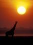 Giraffe Silhouetted At Sunset, (Giraffa Camelopardalis) Namibia Etosha National Park by Tony Heald Limited Edition Print