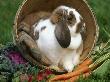 French Lop Eared Rabbit In A Tub by Lynn M. Stone Limited Edition Print
