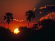 Palm Trees Silhouetted At Sunset, Okavango Delta, Botswana by Pete Oxford Limited Edition Print