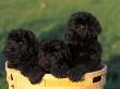Domestic Dogs, Three Russian Black Terrier Puppies In A Basket by Adriano Bacchella Limited Edition Print