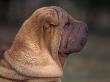 Shar Pei Puppy Profile by Adriano Bacchella Limited Edition Pricing Art Print