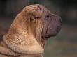 Shar Pei Puppy Profile by Adriano Bacchella Limited Edition Print