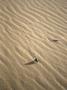 Beetle Leaves Tracks In Sand, Morocco by Michael Brown Limited Edition Pricing Art Print
