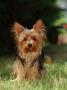 Yorkshire Terrier by Steimer Limited Edition Print
