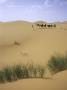 Camels Walking In Desert, Morocco by Michael Brown Limited Edition Print
