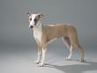5 Month Old Whippet by Petra Wegner Limited Edition Print