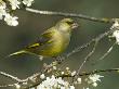 Male Greenfinch Amongst Blackthorn Blossom, Hertfordshire, England, Uk by Andy Sands Limited Edition Print