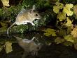 Wood Mouse By Woodland Pool In Autumn, Uk by Andy Sands Limited Edition Print