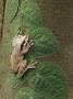 Masked Treefrog On Leaves Of Climbing Plant, Carara Biological Reserve, Costa Rica by Rolf Nussbaumer Limited Edition Pricing Art Print