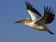 Great Eastern White Pelican Flying, Chobe National Park, Botswana by Tony Heald Limited Edition Print