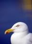 Herring Gull, Cornwall, Uk by Ross Hoddinott Limited Edition Pricing Art Print
