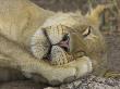 Sleeping African Lioness, South Luangwa, Zambia by T.J. Rich Limited Edition Print