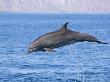 Common Bottlenose Dolphin Breaching, Baja California, Sea Of Cortez, Mexico by Mark Carwardine Limited Edition Print