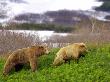 Brown Bear Young Male Follows Female In Mating Season, Kronotsky Zapovednik Reserve, Russia by Igor Shpilenok Limited Edition Print