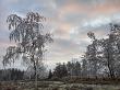 Hoar Frost On Birch Trees, Winter In The New Forest, Hampshire, England by Adam Burton Limited Edition Print