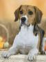 Domestic Dog, Beagle by Petra Wegner Limited Edition Print