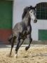 Grey Andalusian Stallion Cantering In Arena Yard, Osuna, Spain by Carol Walker Limited Edition Print