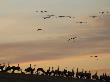 Common Cranes At Sunset, Some On Ground, With Others Landing, Hornborgasjon Lake, Sweden by Inaki Relanzon Limited Edition Print