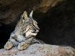 American Bobcat Portrait Resting In Cave. Arizona, Usa by Philippe Clement Limited Edition Print