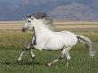Grey Andalusian Stallion Running In Field, Longmont, Colorado, Usa by Carol Walker Limited Edition Print
