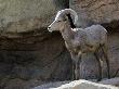 Male Nelson's Desert Bighorn Standing In Rock Face. Arizona, Usa by Philippe Clement Limited Edition Print