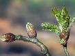 English Oak Tree Buds And New Leaves. Belgium by Philippe Clement Limited Edition Print